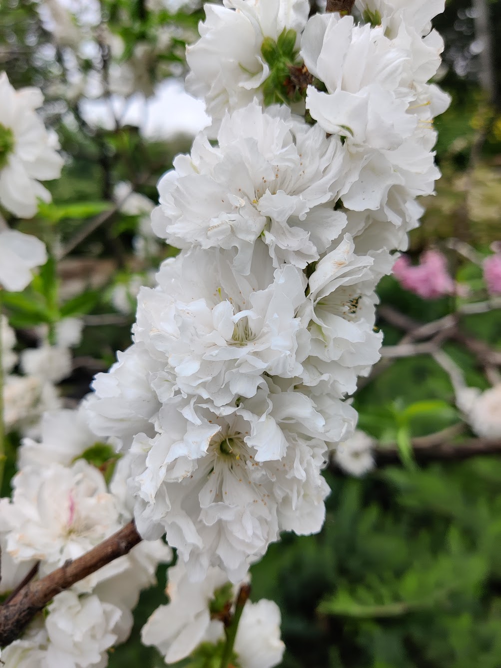 很漂亮的花，但不确定是什么，也许是樱花？