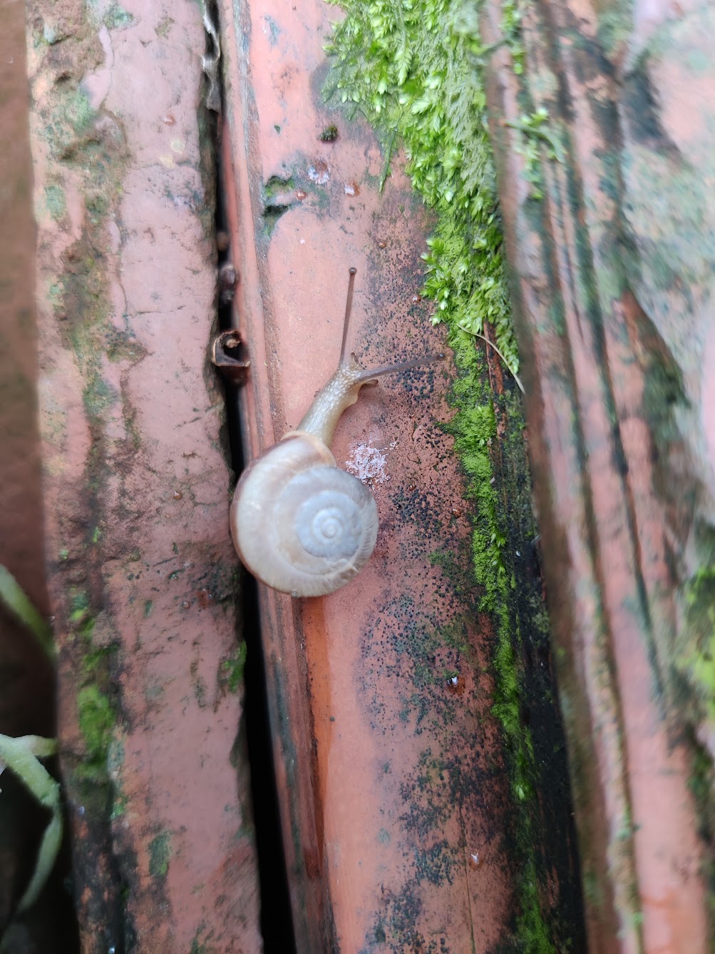 蜗牛 4