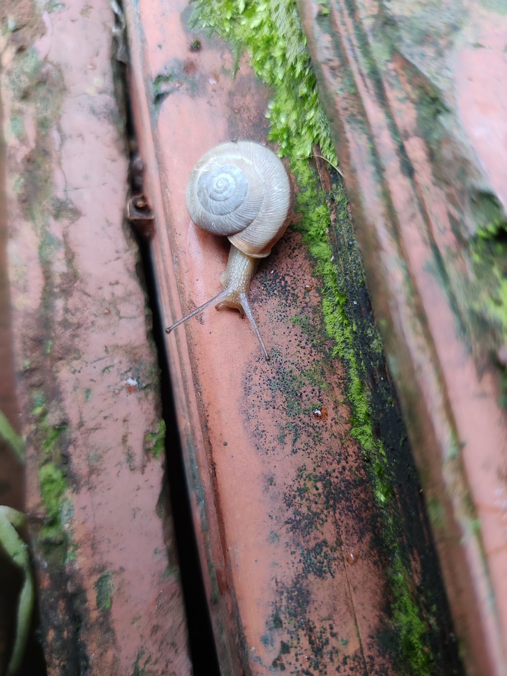 蜗牛 5