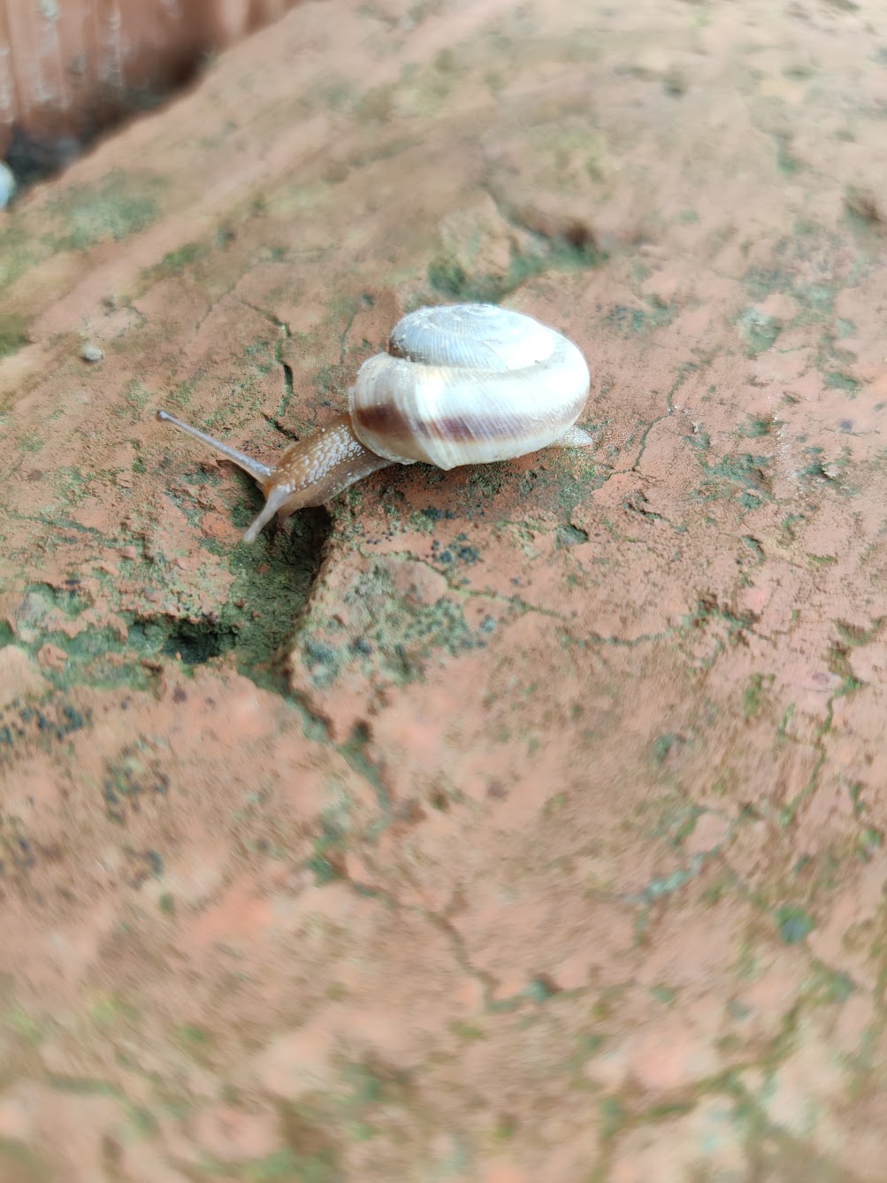 蜗牛 1